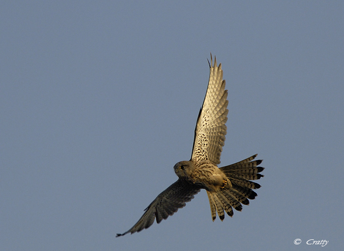 Copyright Stefano Maselli