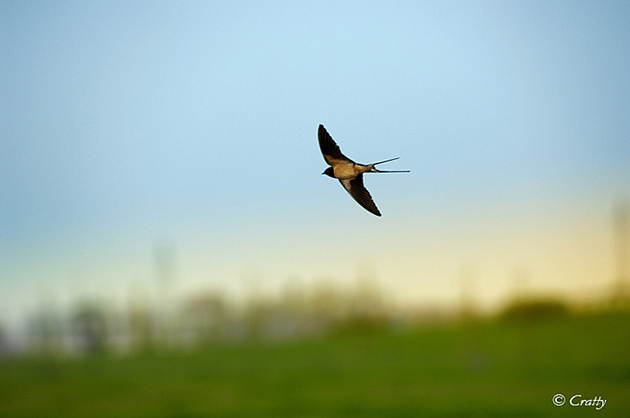 Copyright Stefano Maselli