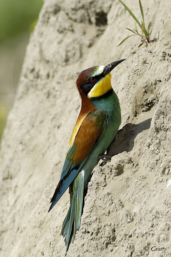 Copyright Stefano Maselli