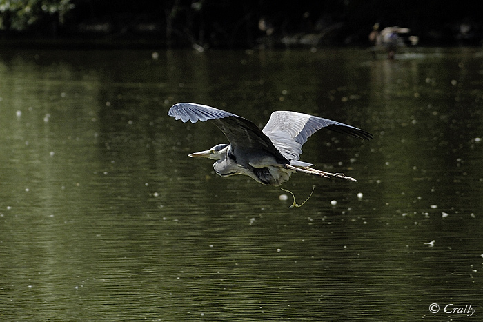 Copyright Stefano Maselli