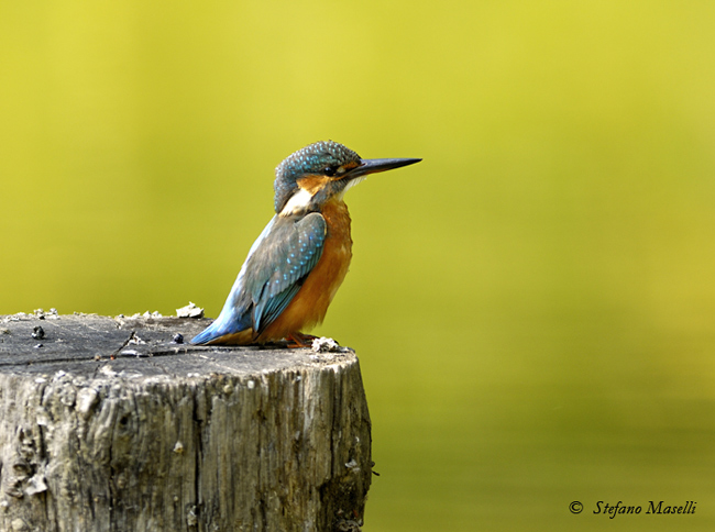 Copyright Stefano Maselli