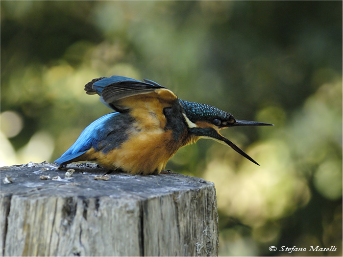 Copyright Stefano Maselli