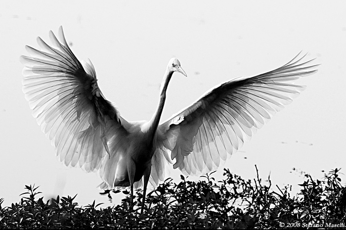 Copyright Stefano Maselli