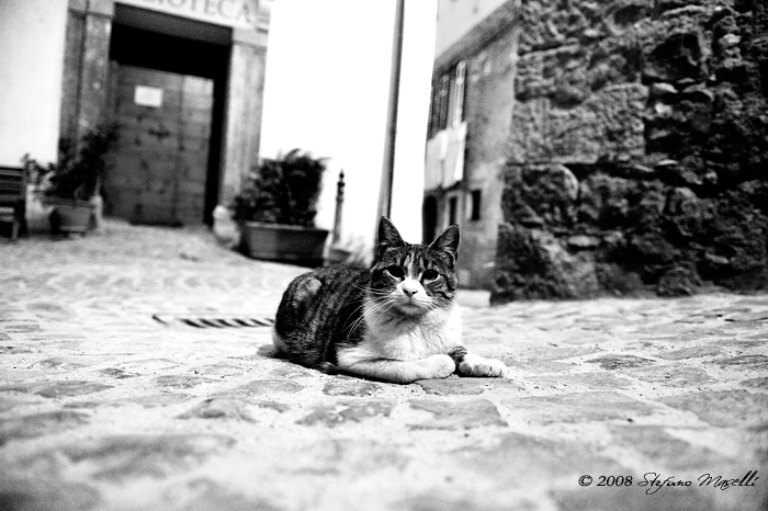 Copyright Stefano Maselli