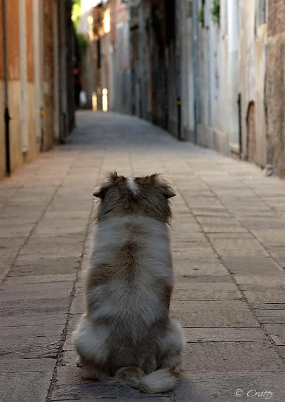 Copyright Stefano Maselli