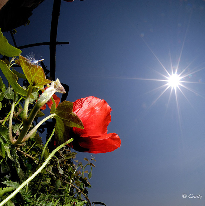 Copyright Stefano Maselli
