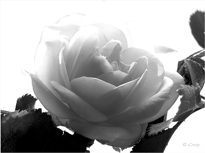 Copyright Stefano Maselli